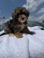 Cosmo , a female Cavapoo for sale in Silver Spring, MD – 1 of 1