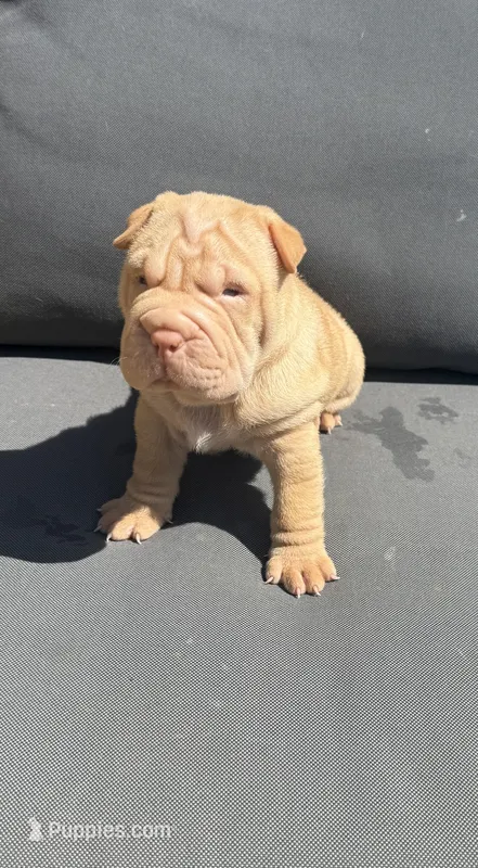 Lava – Chinese Shar-Pei puppy for sale in Silver Spring, MD