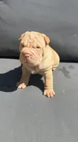 Lava, a male Chinese Shar-Pei for sale in Silver Spring, MD – 1 of 1