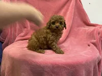 Tif 1, a female Poodle - Toy  for sale in Silver Spring, MD – 1 of 1