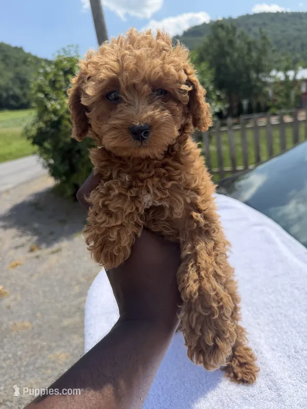 Sunset  – Poodle - Toy  puppy for sale in Silver Spring, MD
