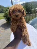 Sunset , a female Poodle - Toy  for sale in Silver Spring, MD – 1 of 1