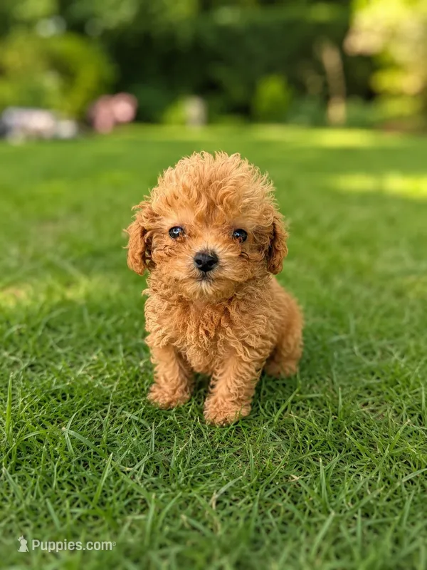 Sonny – Poodle - Toy  puppy for sale in Silver Spring, MD