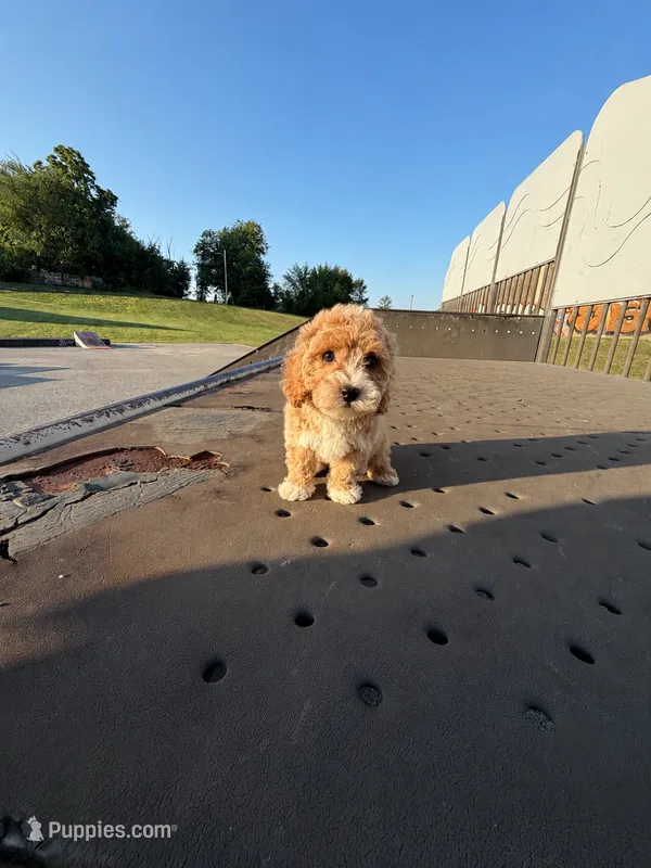 Macy t  – Poodle - Toy  puppy for sale in Silver Spring, MD
