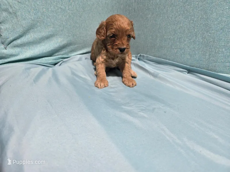 Lonnie – Poodle - Toy  puppy for sale in Silver Spring, MD