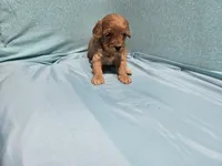 Lonnie, a female Poodle - Toy  for sale in Silver Spring, MD – 1 of 1