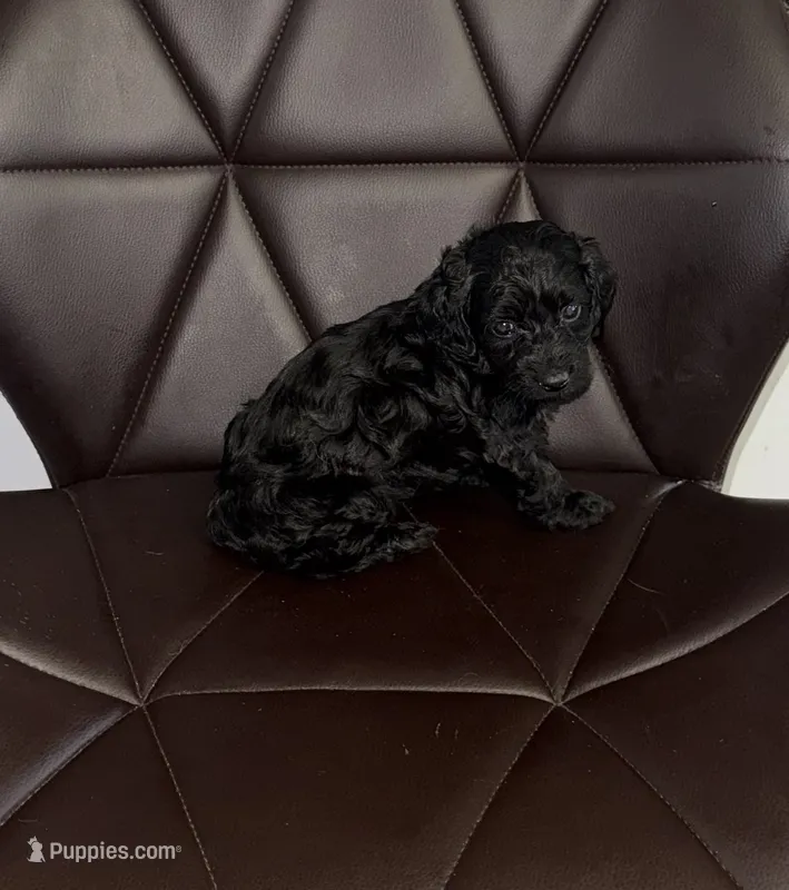 Betty  – Poodle - Toy  puppy for sale in Silver Spring, MD