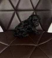 Betty , a female Poodle - Toy  for sale in Silver Spring, MD – 1 of 2