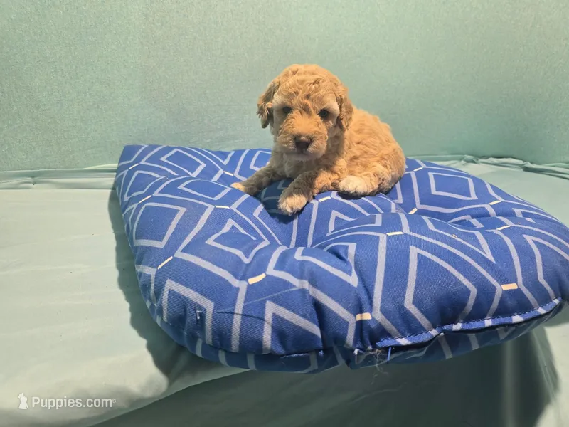 Hector – Poodle - Toy  puppy for sale in Silver Spring, MD