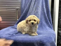 Cam 1, a male Poodle - Toy  for sale in Silver Spring, MD – 1 of 1