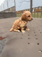 Amazing , a female Poodle - Toy  for sale in Silver Spring, MD – 3 of 3
