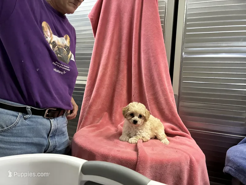 Oter1 – Poodle - Toy  puppy for sale in Silver Spring, MD