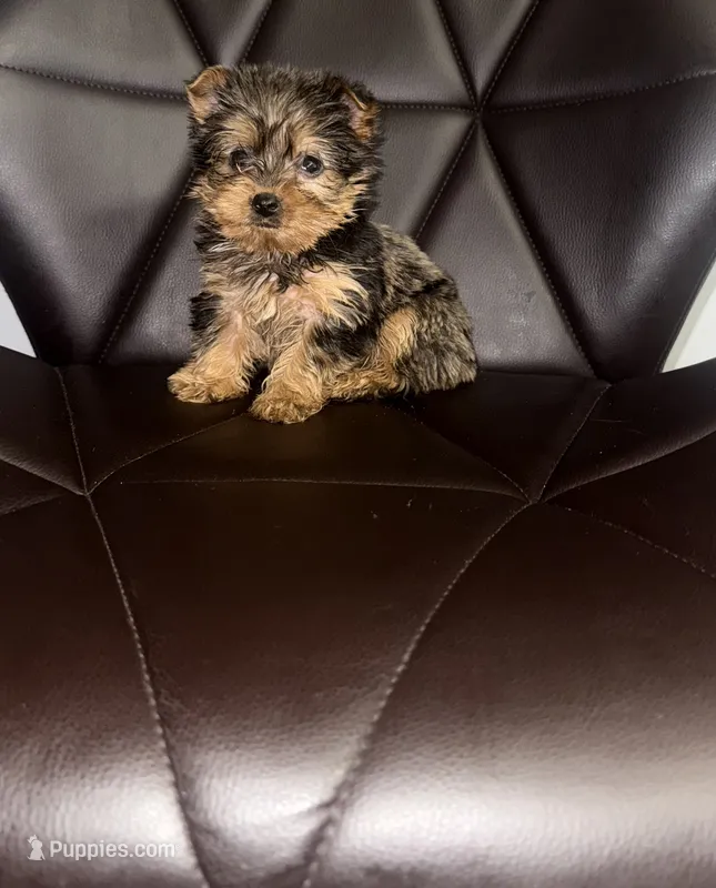 Clouie – Yorkshire Terrier puppy for sale in Silver Spring, MD