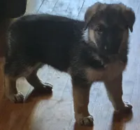 Bella, a female German Shepherd Dog for sale in Chesterfield Court House, VA – Photo 2 of 6