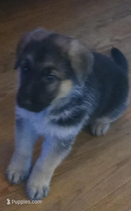 Bella – German Shepherd Dog puppy for sale in Chesterfield Court House, VA