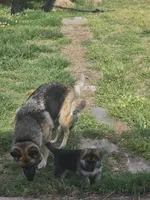 Bella, a female German Shepherd Dog for sale in Chesterfield Court House, VA – Photo 6 of 6