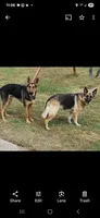 Bella, a female German Shepherd Dog for sale in Chesterfield Court House, VA – Photo 4 of 6