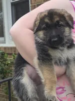 Bella, a female German Shepherd Dog for sale in Chesterfield Court House, VA – Photo 5 of 6