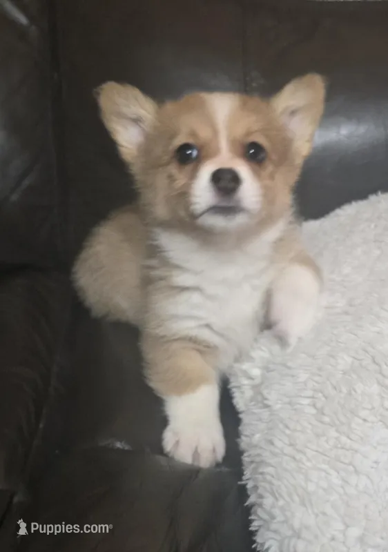 Sissy full AKC registration , a female Pembroke Welsh Corgi for sale in Walnut Cove, NC – Photo 1 of 1
