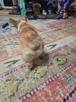 Chunky AKC, a male Pembroke Welsh Corgi for sale in Walnut Cove, NC – 3 of 4