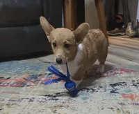 Chunky AKC, a male Pembroke Welsh Corgi for sale in Walnut Cove, NC – 1 of 4