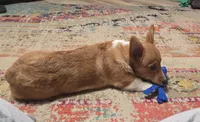Chunky AKC, a male Pembroke Welsh Corgi for sale in Walnut Cove, NC – 2 of 4