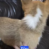 Riley AKC registration , a male Pembroke Welsh Corgi for sale in Walnut Cove, NC – Photo 3 of 3