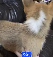 Riley full AKC registration , a male Pembroke Welsh Corgi for sale in Walnut Cove, NC – Photo 3 of 3