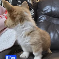 Riley AKC registration , a male Pembroke Welsh Corgi for sale in Walnut Cove, NC – Photo 2 of 3