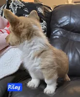 Riley full AKC registration , a male Pembroke Welsh Corgi for sale in Walnut Cove, NC – Photo 2 of 3