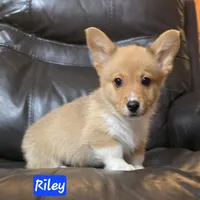 Riley AKC registration , a male Pembroke Welsh Corgi for sale in Walnut Cove, NC – Photo 1 of 3