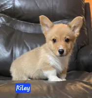 Riley full AKC registration , a male Pembroke Welsh Corgi for sale in Walnut Cove, NC – Photo 1 of 3