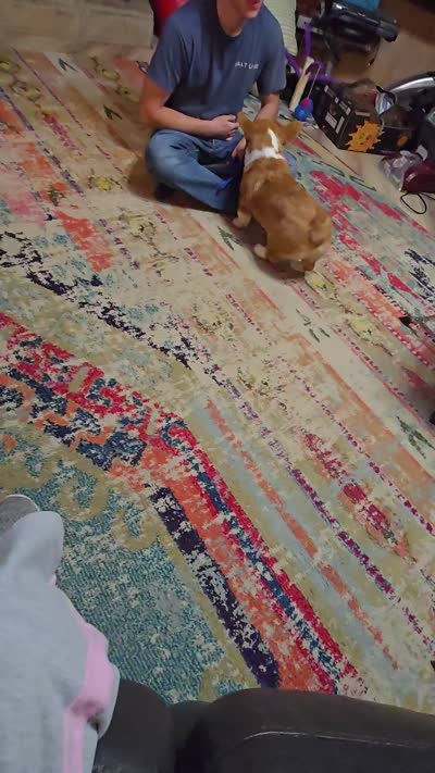 Chunky AKC, a male Pembroke Welsh Corgi for sale in Walnut Cove, NC – 4 of 4