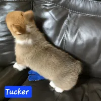 Tucker  AKC registration, male, a male Pembroke Welsh Corgi for sale in Walnut Cove, NC – Photo 3 of 3