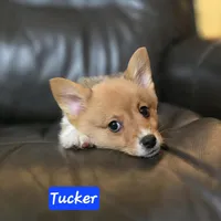 Tucker  AKC registration, male, a male Pembroke Welsh Corgi for sale in Walnut Cove, NC – Photo 2 of 3