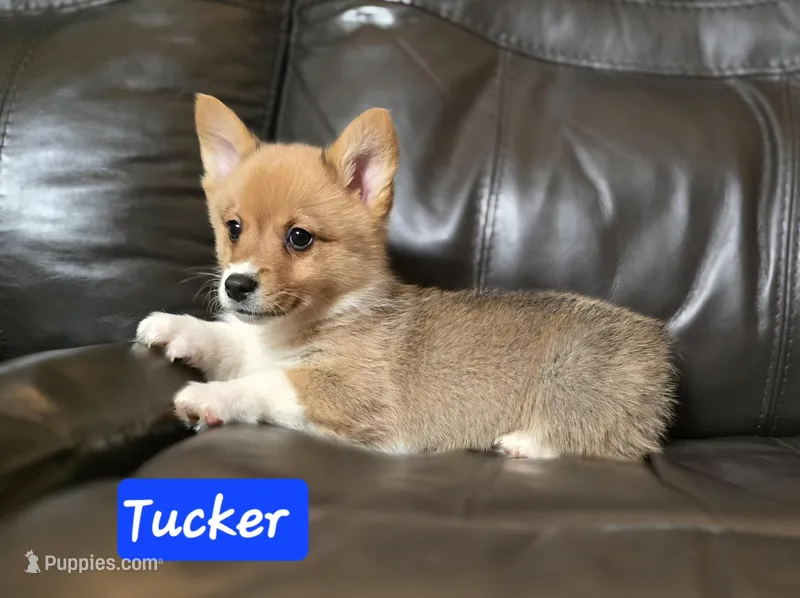 Tucker full AKC registration, male