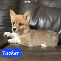 Tucker  AKC registration, male, a male Pembroke Welsh Corgi for sale in Walnut Cove, NC – Photo 1 of 3