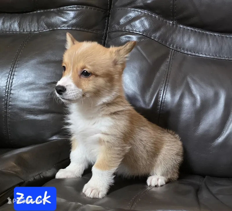 Zack full Akc registration , a male Pembroke Welsh Corgi for sale in Walnut Cove, NC – Photo 1 of 4