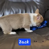 Zack  Akc registration , a male Pembroke Welsh Corgi for sale in Walnut Cove, NC – Photo 4 of 4