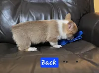 Zack full Akc registration , a male Pembroke Welsh Corgi for sale in Walnut Cove, NC – Photo 4 of 4