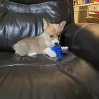 Zack  Akc registration , a male Pembroke Welsh Corgi for sale in Walnut Cove, NC – Photo 2 of 4