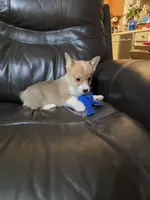 Zack full Akc registration , a male Pembroke Welsh Corgi for sale in Walnut Cove, NC – Photo 2 of 4