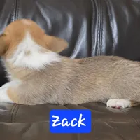 Zack  Akc registration , a male Pembroke Welsh Corgi for sale in Walnut Cove, NC – Photo 3 of 4