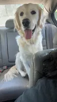 Nala, a female English Cream Golden Retriever for sale in Douglasville, GA – 2 of 2