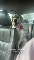 Nala, a female English Cream Golden Retriever for sale in Douglasville, GA – 1 of 2