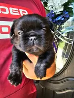Violet- Black trindle Fluffy, a female French Bulldog for sale in Van Alstyne, TX – 2 of 2
