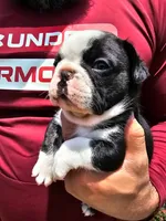 Panda Husky Boy, a male French Bulldog for sale in Van Alstyne, TX – 2 of 2