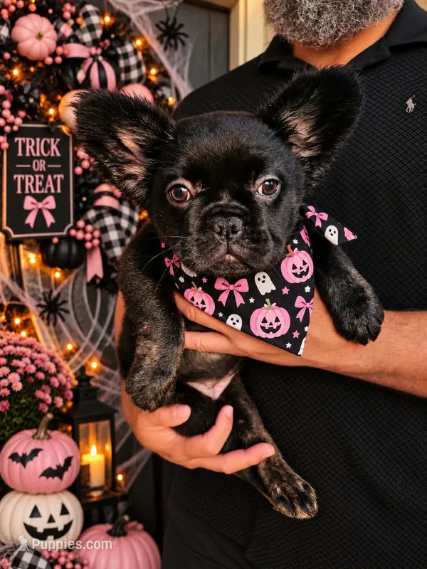 Pinkie- Black trindle fluffy – French Bulldog puppy for sale in Van Alstyne, TX