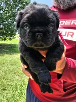 Pinkie- Black trindle fluffy, a female French Bulldog for sale in Van Alstyne, TX – 2 of 2
