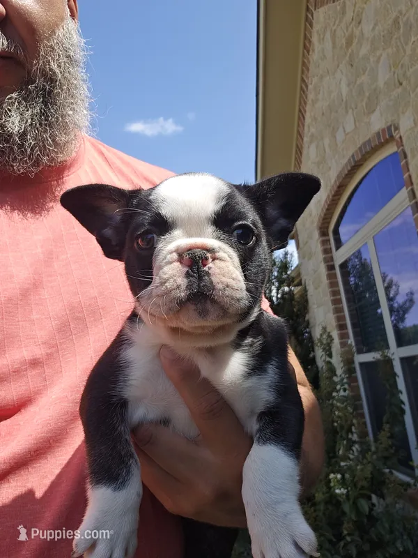 Panda Husky Boy – French Bulldog puppy for sale in Van Alstyne, TX